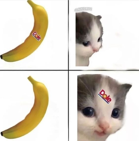 Haha Banan sticker on cat lol